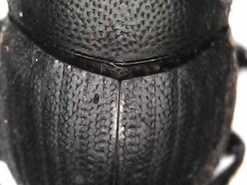 Onthophagus sp.